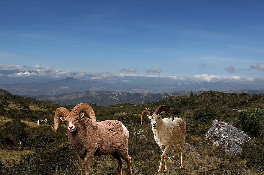 owca, owieczka, wołowy, góry, wzgórze