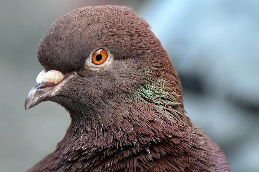 Dove, Pigeon, Bird, Perched, Animal, Feathers, Plumage, Beak, Bill, Bird Watching, Ornithology