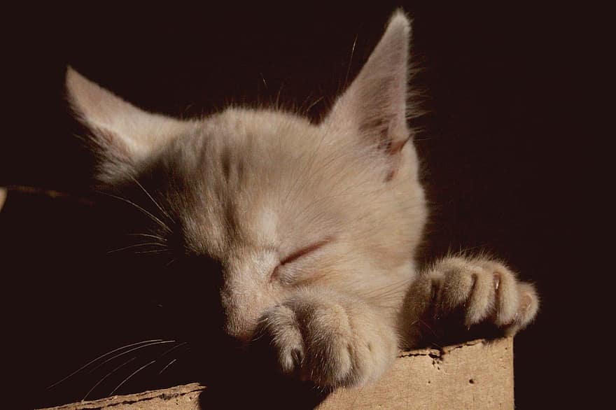 mèo con, con mèo, vật nuôi, thú vật, lông thú, mệt mỏi, ngái ngủ, trong nước, mèo nhà, chân dung mèo, thế giới động vật