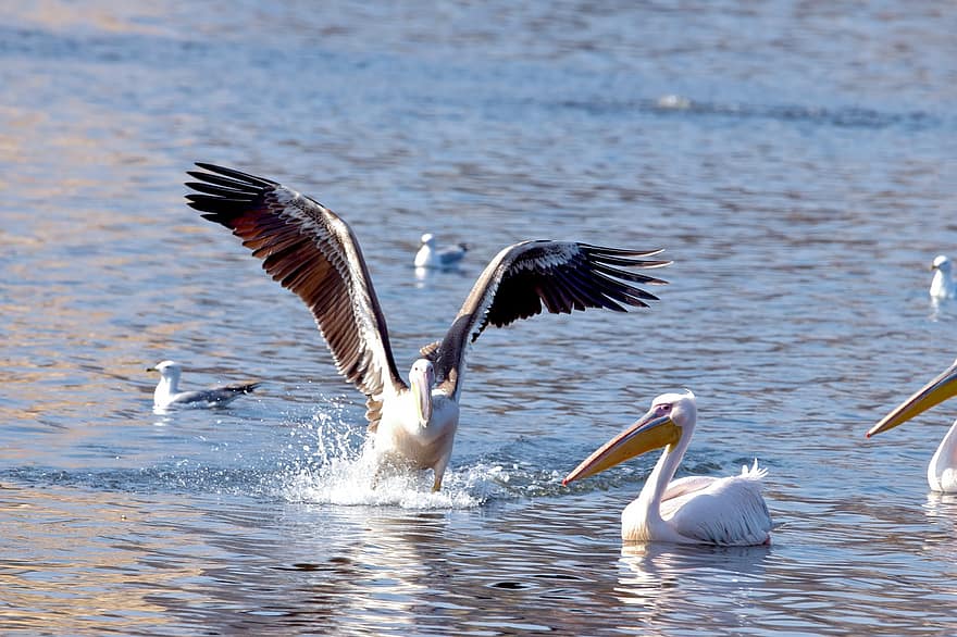 Birds, Pelican, Ornithology, Species, Fauna, Avian, Animals, Wings, Wildlife, water, flying