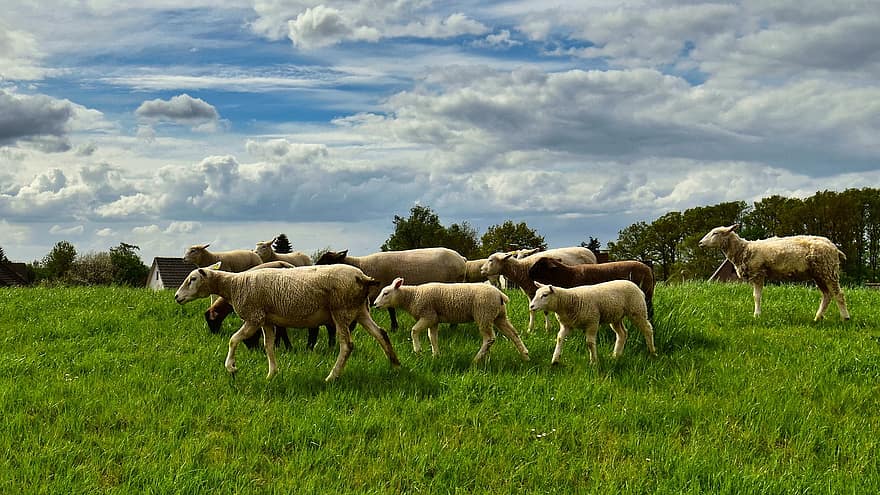 животные, овца, выгон, млекопитающее, вид, фауна, трава, дамба, пейзаж, природа, луг