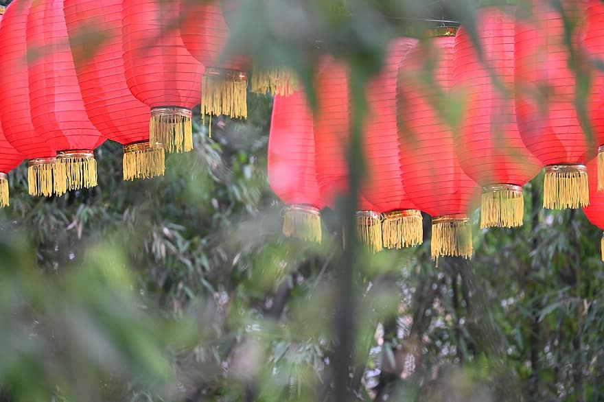 Lantern, Festival, Decoration, Art, tree, cultures, leaf, close-up, backgrounds, autumn, season