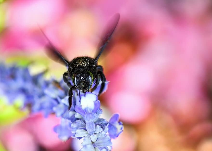 abeja, flor, pétalos, alas, insecto, forraje, naturaleza, entomología