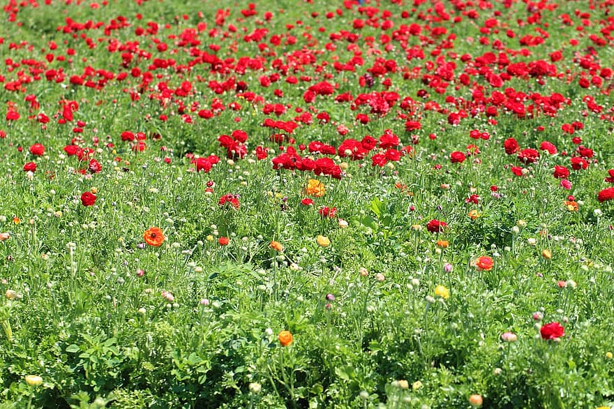 Mohnblumen, Blumen, Felder, rote Mohnblumen, rote Blumen, Blütenblätter, rote Blütenblätter, blühen, Pflanzen, Blätter, Wiese