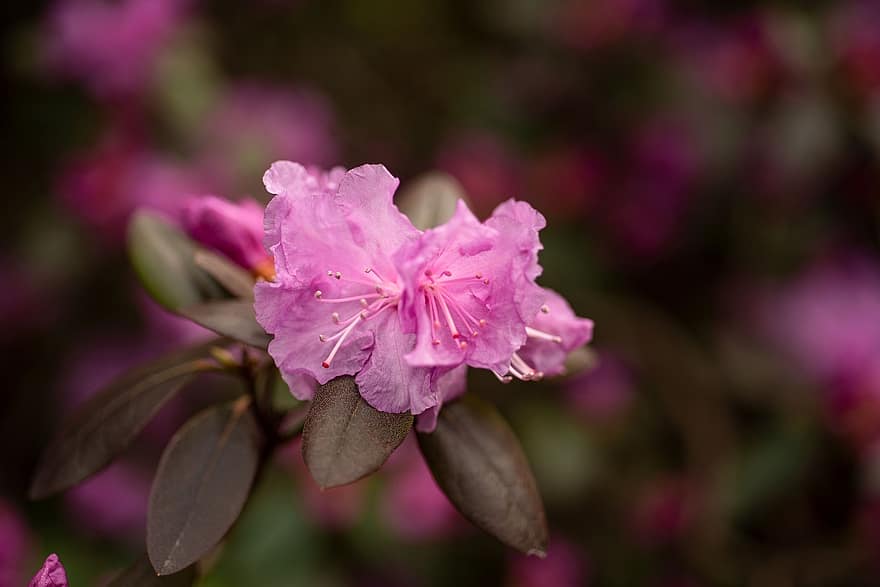 rhododendron violet, fleurs, plante, pétales, rhododendron, Floraison, fleur, printemps, branche, jardin, la nature