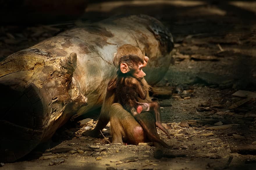 Monkey, Animal, Primate, Baby, Nature, Zoo, Young, Mother, Wilderness, Wildlife, Pan Troglodytes