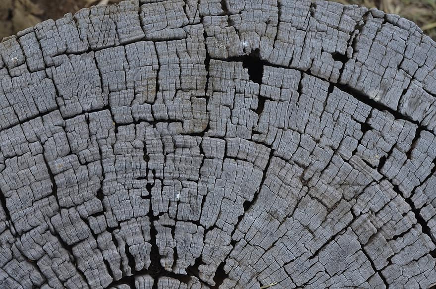 textura, fondo, madera, rústico, árbol, antecedentes, antiguo, modelo, de cerca, bosque, tronco de arbol