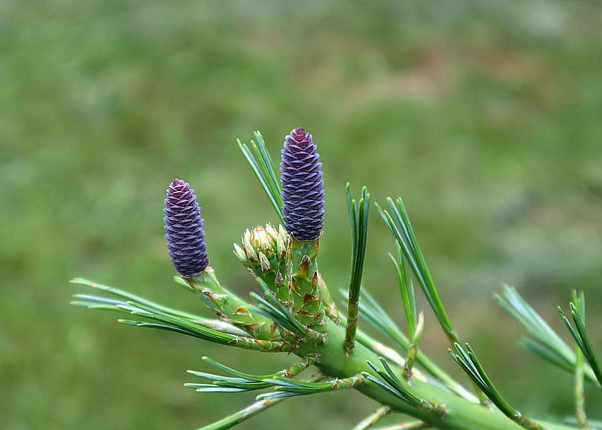çam, Pinus Armandii, Dişi Çiçek, iğneler, başlangıcı