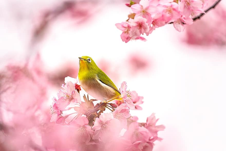 kuş, Beyaz göz, ornitoloji, Türler, fauna, hayvan, yaban hayatı, bahar, Kiraz çiçekleri, çiçekli, nektar emmek