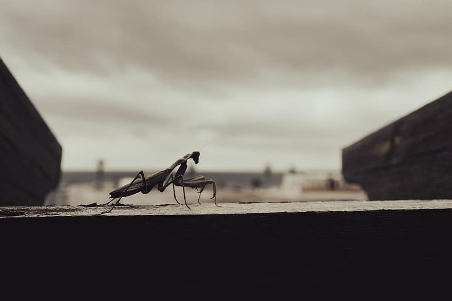 Insect, Praying Mantis, Entomology, Species