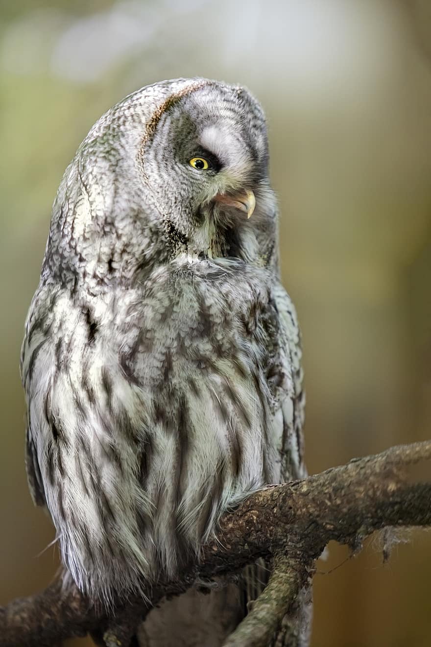 Great Grey Owl, Strix Nebulosa, Owl, Bird, Animal, Bird Of Prey, Raptor, Wildlife, Predator, Plumage, Beak