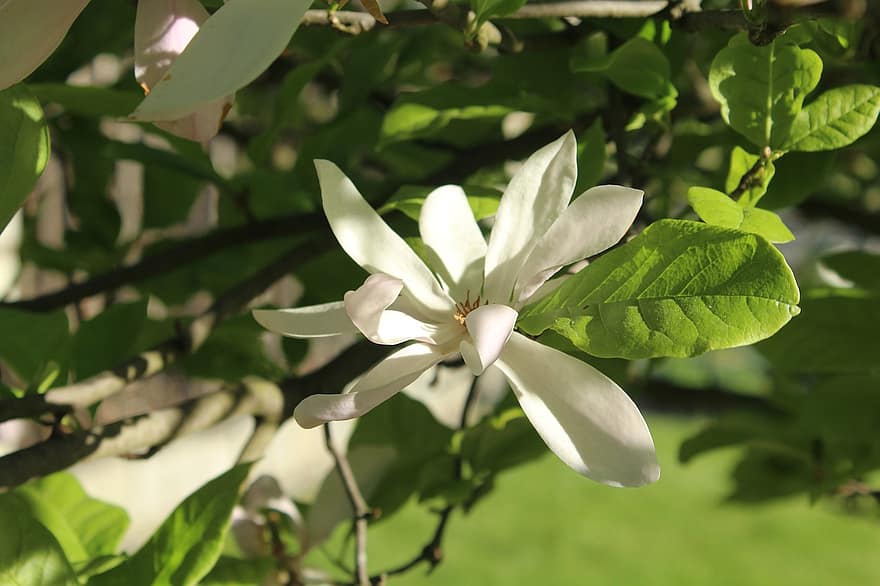 Magnolia, White Flowers, Flowers, Spring, Nature
