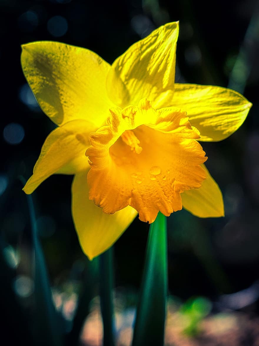 Daffodil, Flower, Plant, Petals, Yellow Flower, Narcissus, Spring Flower, Spring Awakening, Harbinger Of Spring, Spring, Bloom