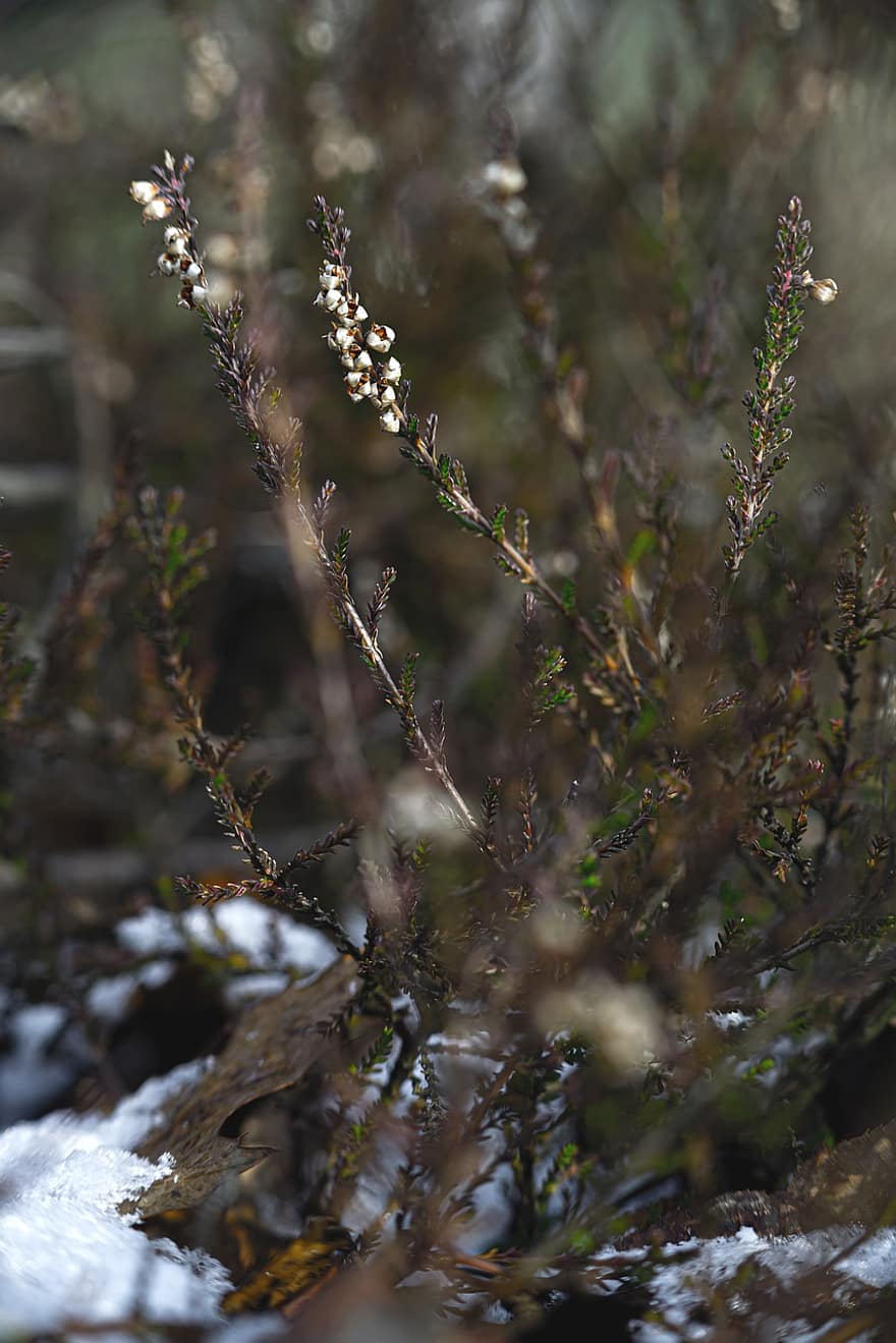 Forest, Winter, Grass, Bushes, Flowers, Plants, Snow, tree, close-up, leaf, plant