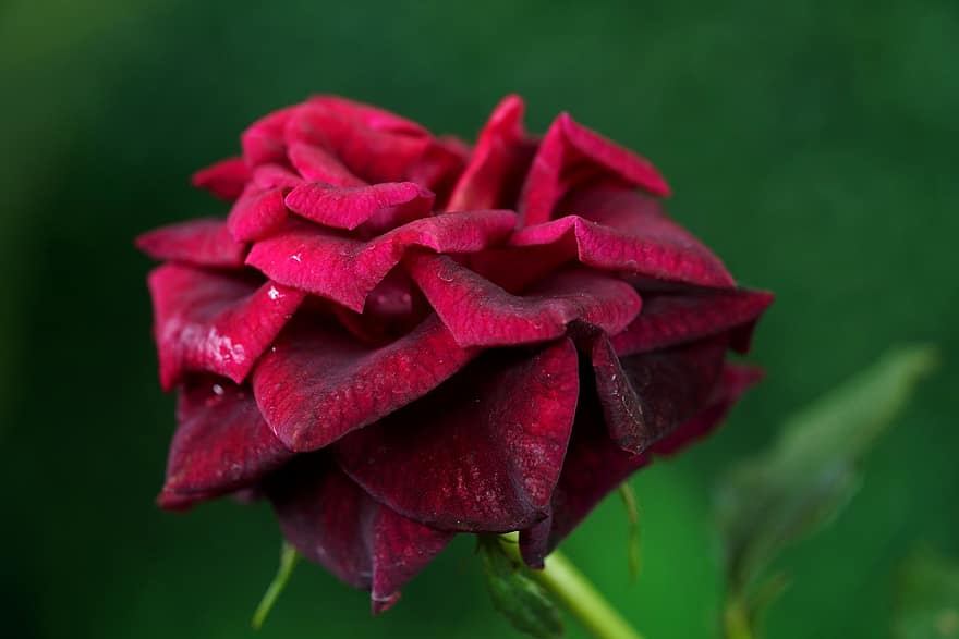 Rosa, flor, Rocío, de cerca, planta, hoja, pétalo, verano, cabeza de flor, color verde, botánica