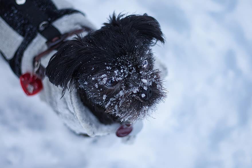 hond, huisdier, sneeuw, winter, dier, huiselijk, hoektand, schattig, kleine hond