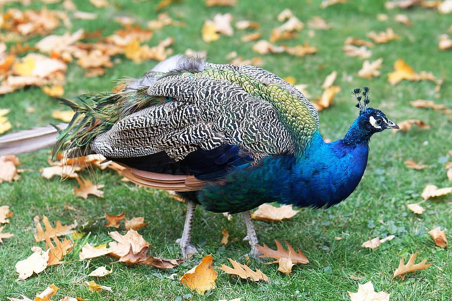 Bird, Peacock, Grass, Autumn, Nature