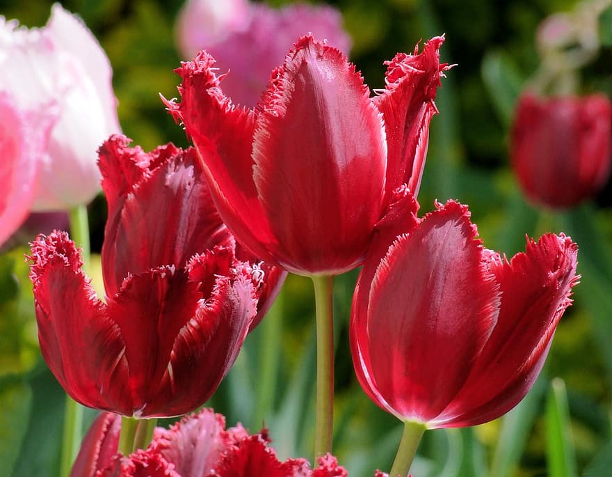 krøllede tulipaner, blomst, bordeaux, fancy, have