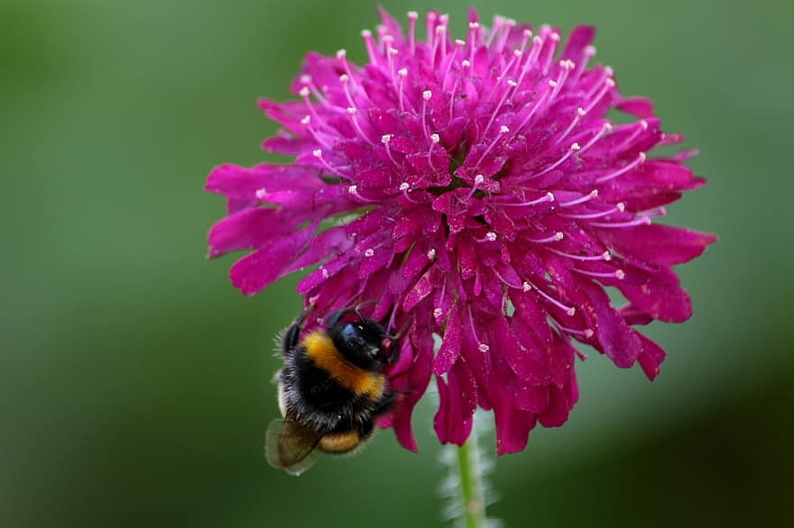 knautia macedonica, beemdkroon, bumblebee, ดอกไม้, น้ำทิพย์, เรณู, แมลง, สวน, แดดจัด