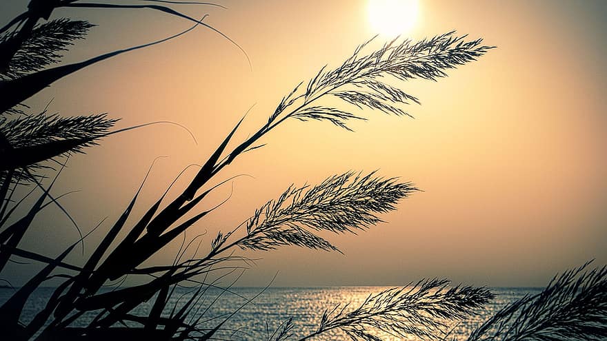 Dom, hojas de hierba, mar, Oceano, puesta de sol, contraluz, horizonte, marina, reflexión, cielo, hierba
