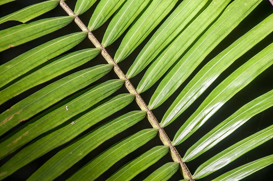 palm, anlegg, grønn, tropisk, blad, blader, natur, sommer, tre, mønster, eksotisk