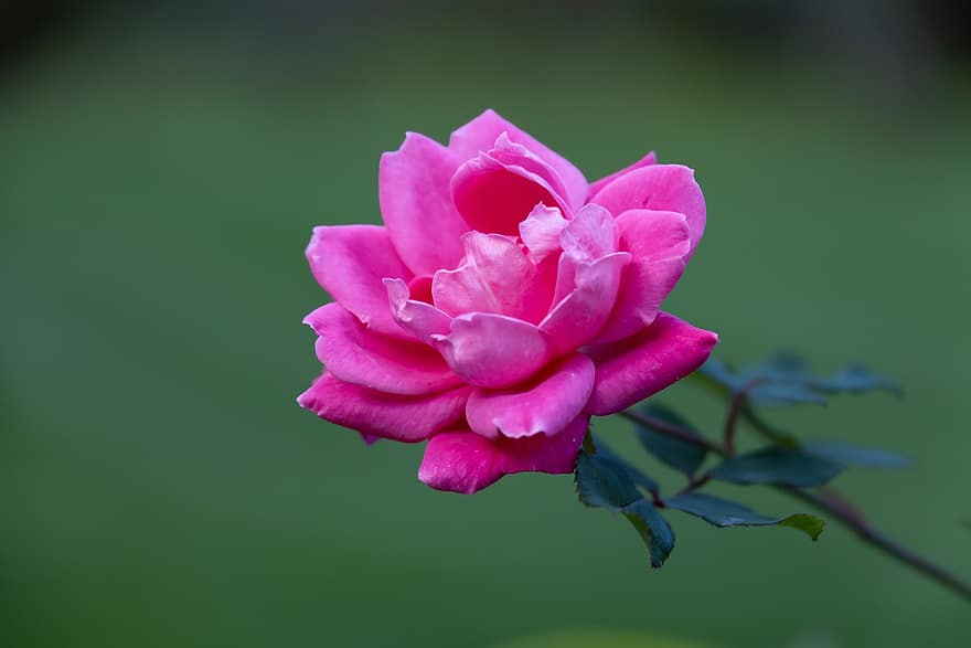 HD обои, обои природы, цветы, Роза, на открытом воздухе, HD, обои на стену, природа, прекрасный, nannapaneni, розовый