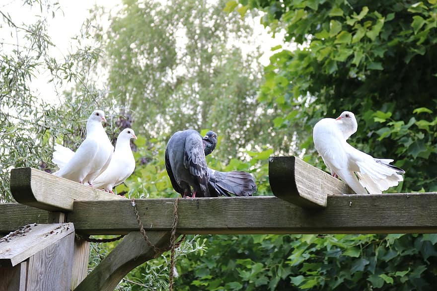 Pigeons, Bird, Dove, Wildlife, Plumage, Sitting, Bird Watching, Animal