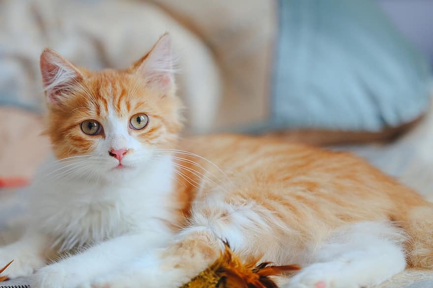 ネコ、子猫、オレンジ色の猫、肖像画、猫の肖像画、ぶち、オレンジ色のぶち、ぶち猫、猫科、ペット、哺乳類