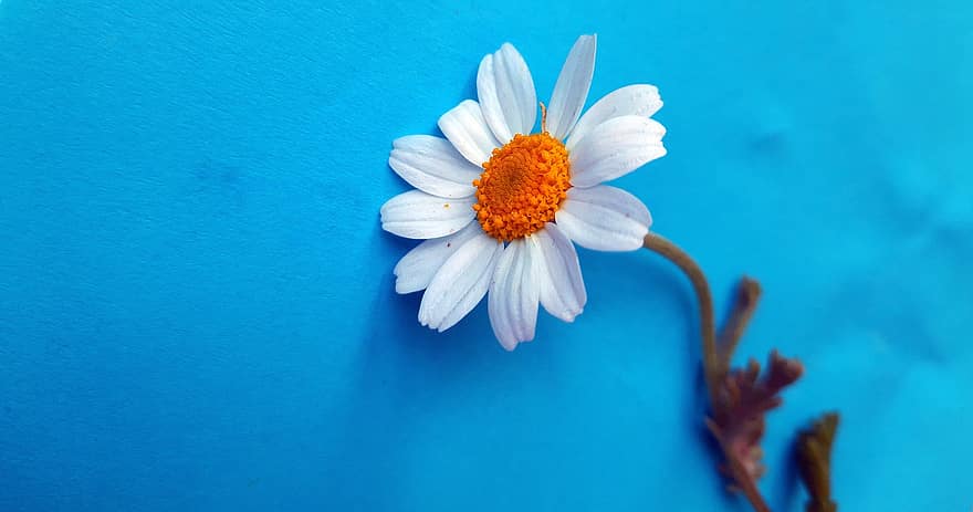 margarita, flor, planta, flor blanca, fondo azul, papel de pared, primavera, floración, natur, de cerca, verano