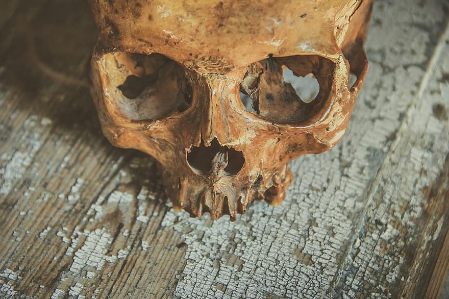 crânio, cabeça, osso, símbolo, morte, dia das Bruxas, morto, Horror, humano, perigo, gótico