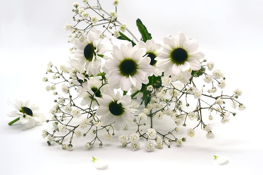Crisântemos brancos, Gypsophila, ramalhete, flores, saudação floral, dia das Mães, imagem de fundo, cartão, Saudação de aniversário, flora