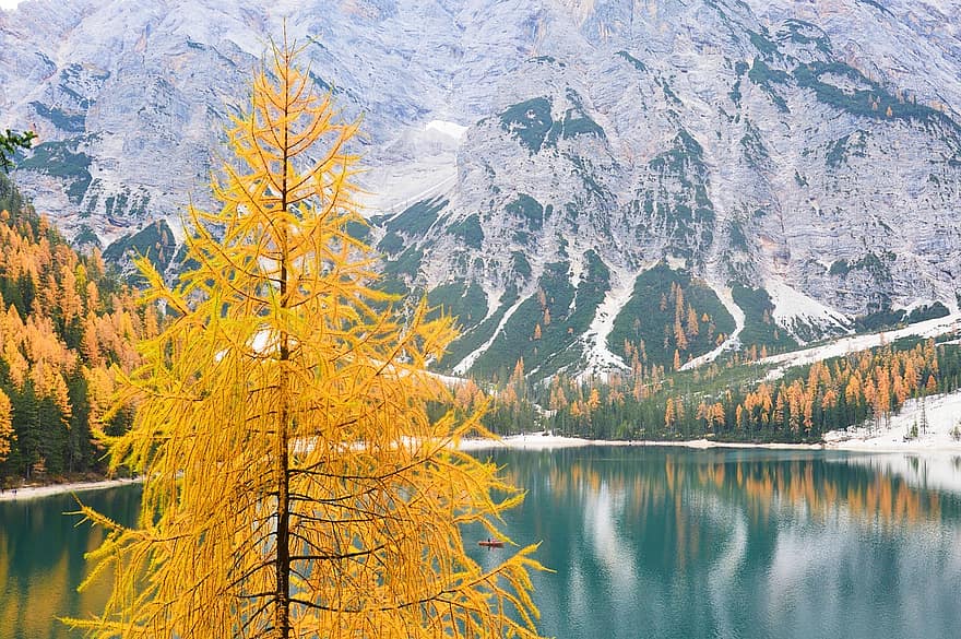 ต้นไม้, ป่า, ทะเลสาป, ภูเขา, ภูเขาแอลป์, ฤดูใบไม้ร่วง, ธรรมชาติ, ภูมิประเทศ, สีเหลือง, น้ำ, หิมะ