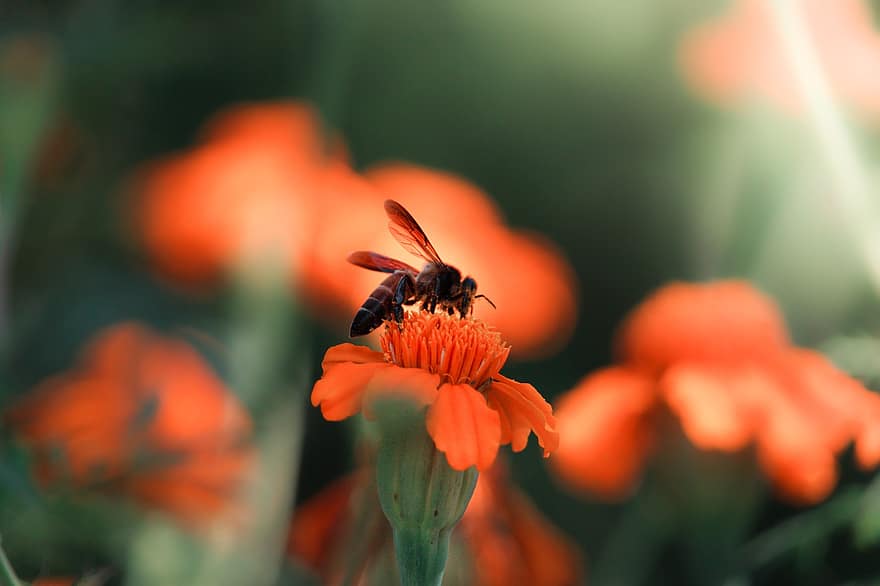 Biene, Insekt, Blume, Pflanze, Wespe, Tier, Bestäubung, blühen, Flora, Natur