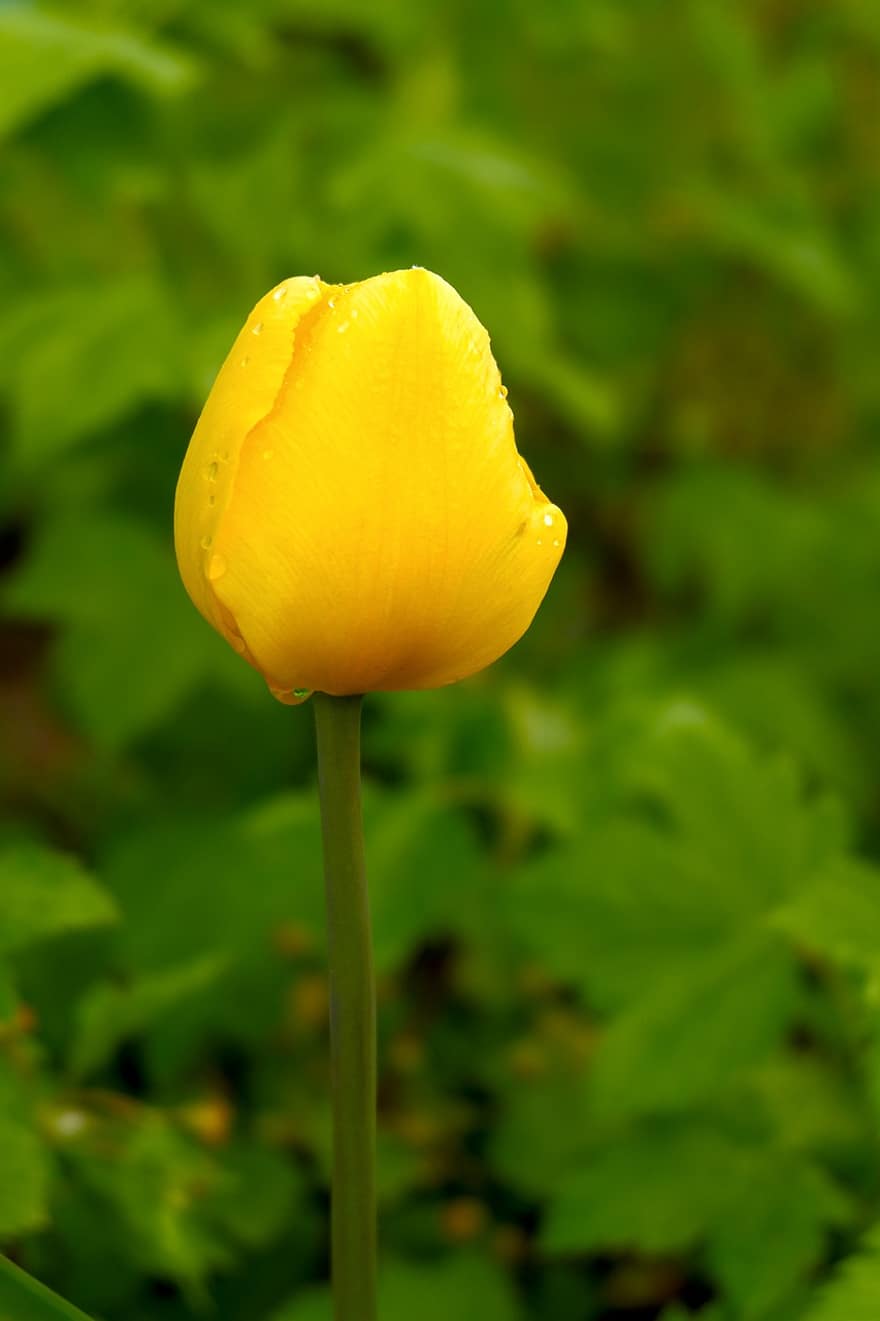 kwiat, tulipan, żółty tulipan, żółty kwiat, wiosna, Natura, żółty, roślina, lato, zielony kolor, zbliżenie