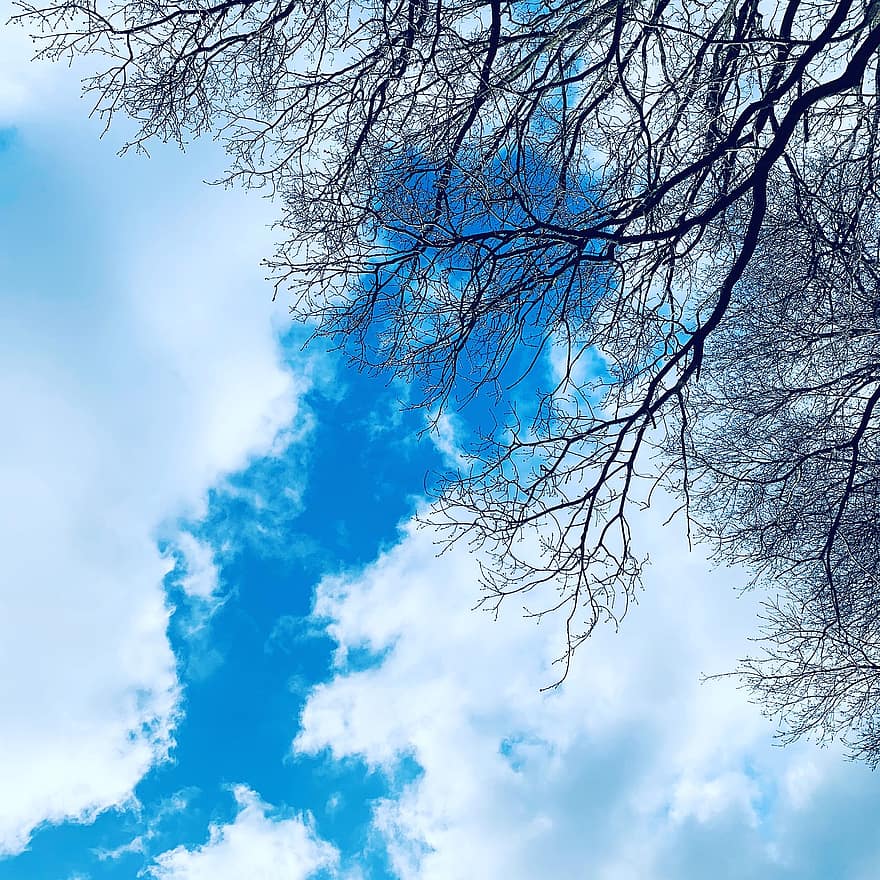 ουρανός, μπλε, δέντρο, σιλουέτα, καλοκαίρι, ψαχνωντας, σύννεφα, φύση, καιρός