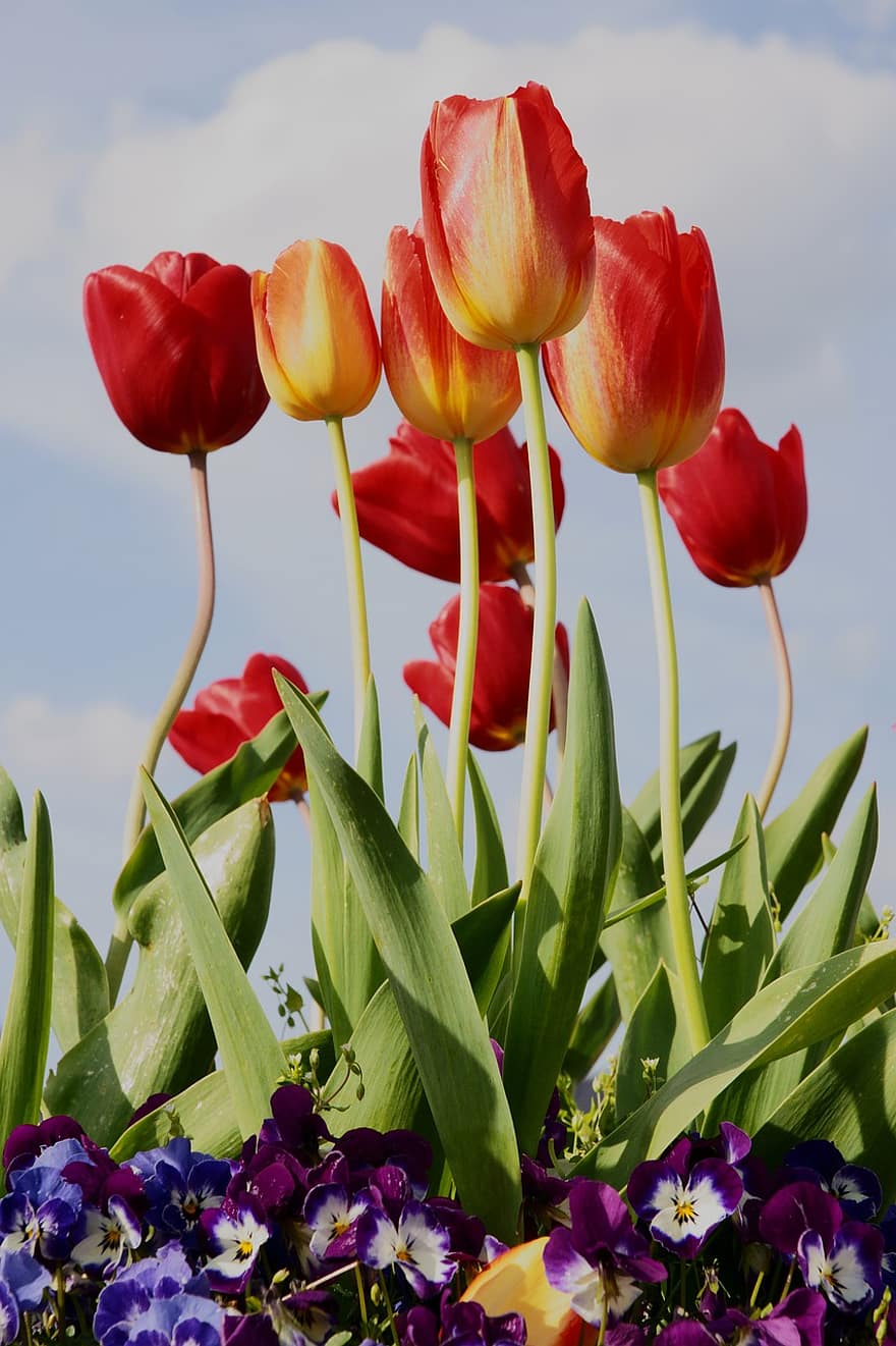 tulipes, flors vermelles, jardí, flors, flor, flors de primavera, plantes, flora, naturalesa, primavera, Pasqua