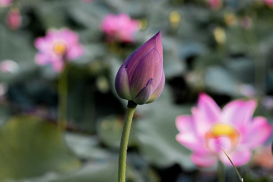 Lotus, Blume, Knospe, Knospung, pinke Blume, Lotus Blume, Blütenblätter, rosa Blütenblätter, Flora, Wasserpflanze