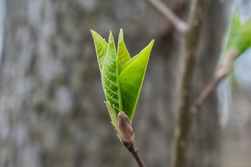 Leaves, Spring, Foliage, Tree, Sheet, Plants, Green, leaf, plant, close-up, green color