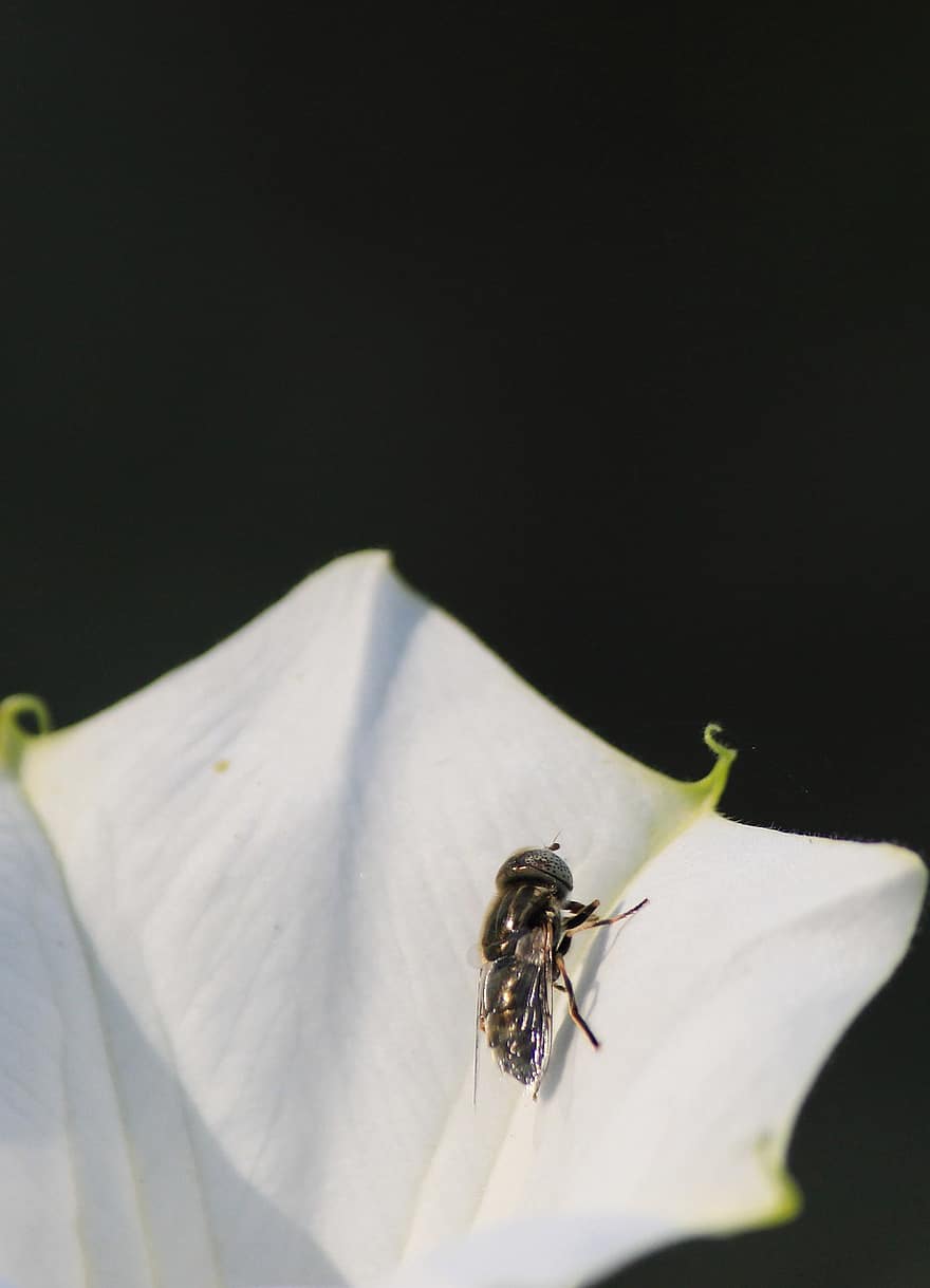 mosca, inseto, flor, animal, pétalas, Flor branca, plantar, natureza, fechar-se, fotografia de insetos, Abelha em flor branca