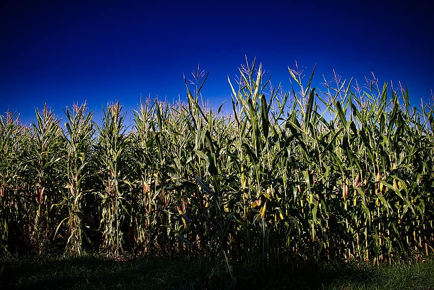 kukurydza, uprawy, niwa, pole, rolnictwo, gospodarstwo rolne, uprawa, Natura, krajobraz, wiejski