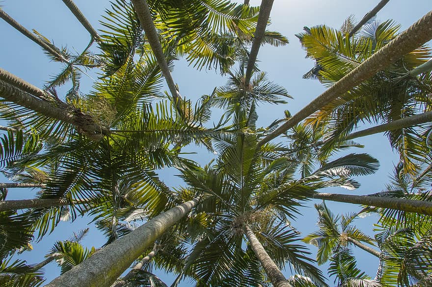 kokosnootboom, palmbomen, bladeren, gebladerte, groen, zomer, boom, palmboom, blad, tropisch klimaat, blauw