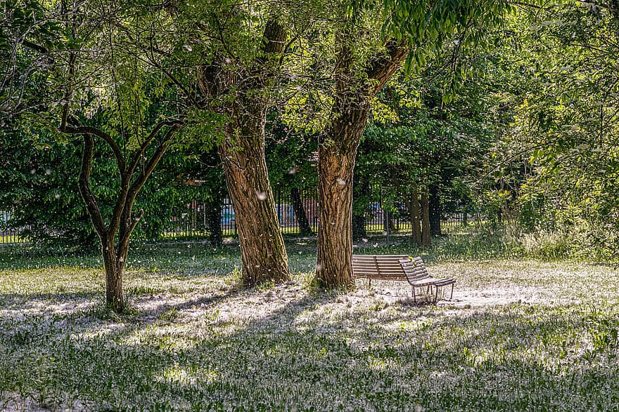 Park, Nature, Trees, Bench, tree, grass, summer, green color, meadow, plant, flower