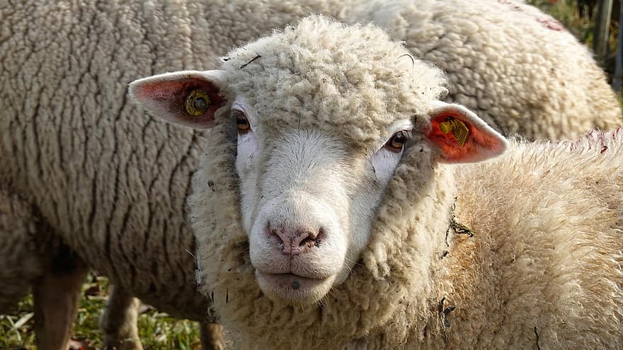 Animals, Sheep, Wool, Mammal, Species, farm, rural scene, livestock, agriculture, grass, pasture