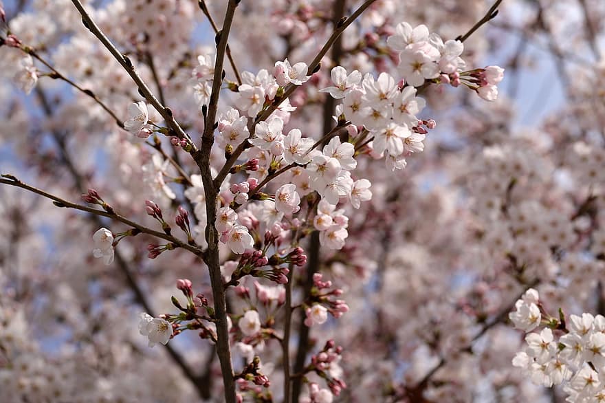 fiori di ciliegio, sakura, fiori rosa, fiori, natura, avvicinamento, primavera, ramo, fiore, albero, stagione