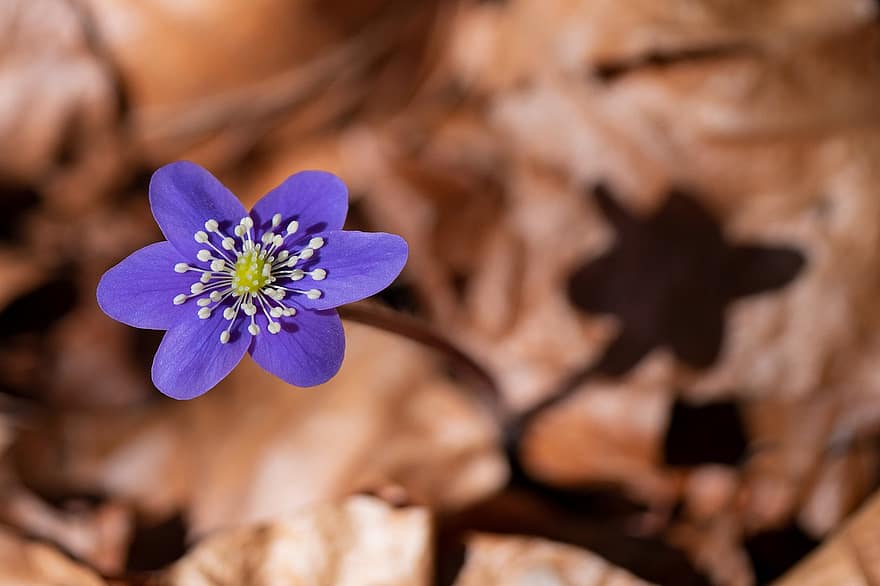 purpura zieds, zils zieds, wildflower, dārzs, pavasarī, raksturs, tuvplāns, zieds, augu, ziedlapiņa, ziedu galva