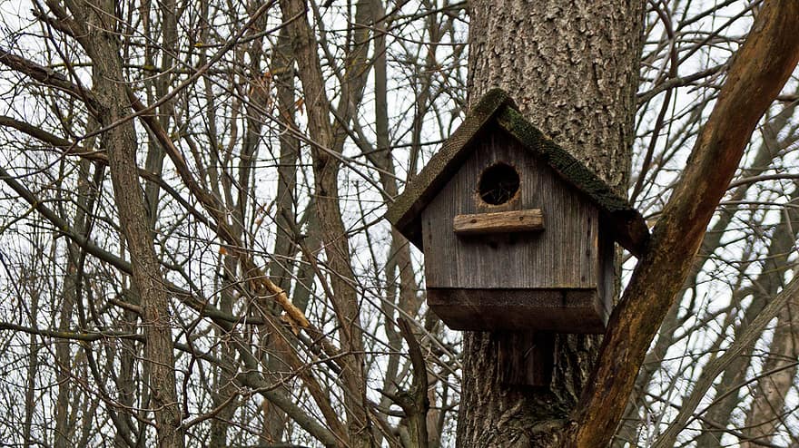 birdhouse, raksturs, mežs, koki