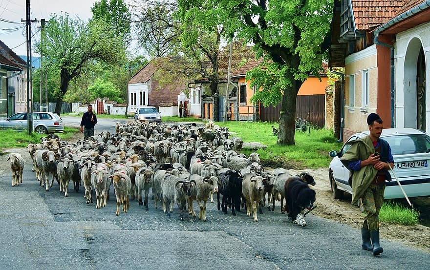 shepard, cừu, bầy đàn, chó chăn cừu, tự nhiên, chăn nuôi