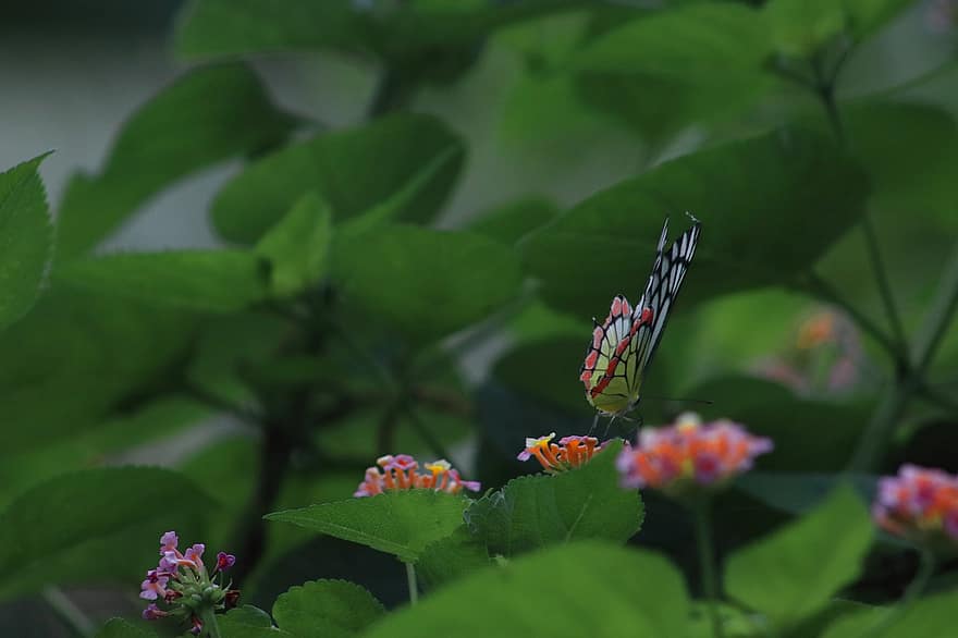 drugelis, gėlės, apdulkina, apdulkinimas, vabzdys, sparnuotas vabzdis, drugelio sparnai, žydi, žiedas, flora, fauna