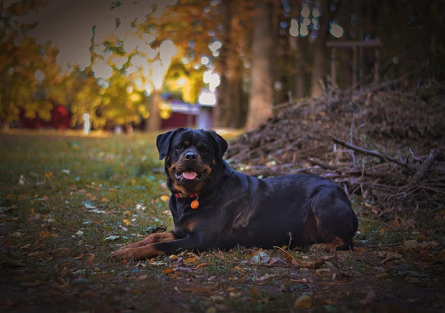 Dog, Rottweiler, Canine, Pet, Autumn, Forest, pets, cute, purebred dog, puppy, domestic animals