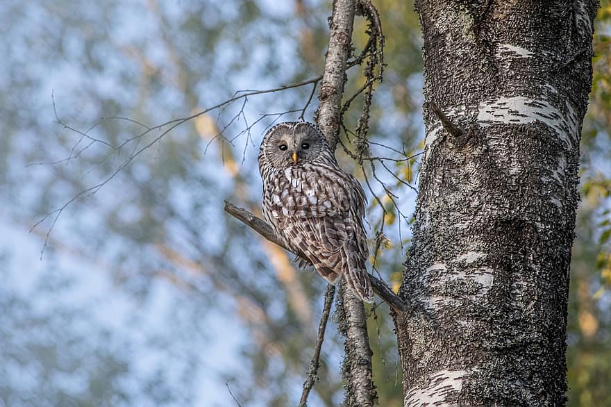 Ural Owl, Forest, Owl, Woods, Nocturnal Owl, Strix Uralensis, Bird, Nature, Bird Of Prey, Animal, Woodland